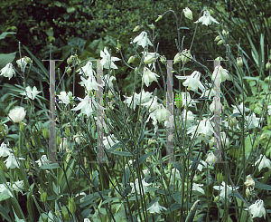 Picture of Aquilegia x hybrida 'Alba'