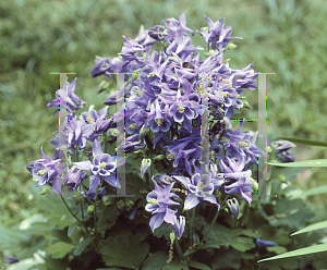 Picture of Aquilegia x hybrida 'Biedermeier'