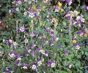 Picture of Aquilegia x hybrida 'Biedermeier'