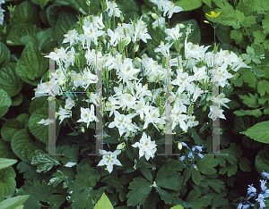 Picture of Aquilegia x hybrida 'Biedermeier White'