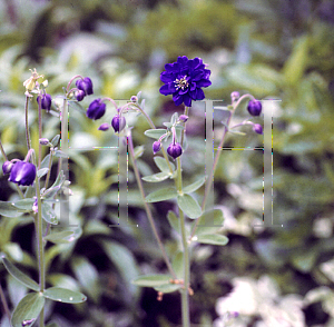 Picture of Aquilegia vulgaris 'Blue Barlow'