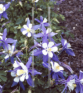 Picture of Aquilegia x hybrida 'Blue Bird (Songbird Series)(n)'