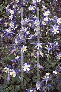 Picture of Aquilegia x hybrida 'Blue Bird (Songbird Series)(n)'