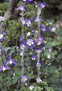 Picture of Aquilegia x hybrida 'Blue Bird (Songbird Series)(n)'