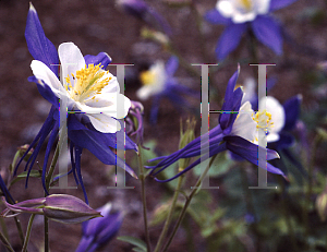 Picture of Aquilegia x hybrida 'Blue Jay (Songbird Series)(n)'