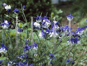 Picture of Aquilegia x hybrida 'Blue Jay (Songbird Series)(n)'