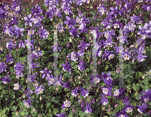 Picture of Aquilegia x hybrida 'Bunting(Songbird Series)(n)'