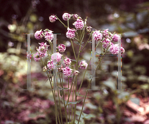 Picture of Aquilegia vulgaris 'Cap de Rossitiere'