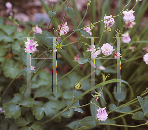 Picture of Aquilegia vulgaris 'Cap de Rossitiere'