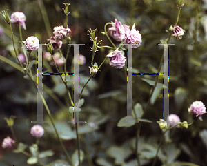 Picture of Aquilegia vulgaris 'Cap de Rossitiere'