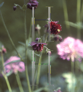 Picture of Aquilegia vulgaris 'Double Rubies'