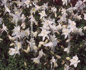 Picture of Aquilegia x hybrida 'Dove Improved'