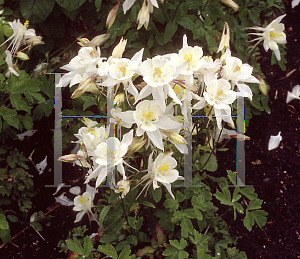 Picture of Aquilegia x hybrida 'Dove (Songbird Series)(n)'