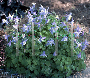 Picture of Aquilegia x hybrida 'Fairytale Light Blue'