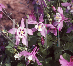 Picture of Aquilegia x hybrida 'Fairytale Pink'