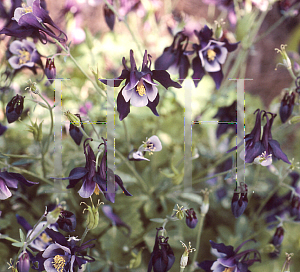 Picture of Aquilegia x hybrida 'Fairytale Violet'