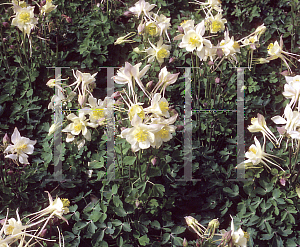 Picture of Aquilegia x hybrida 'Goldfinch (Songbird Series)(n)'