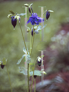 Picture of Aquilegia x hybrida 'Hensol Harebell'