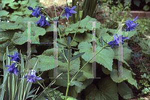 Picture of Aquilegia x hybrida 'Hensol Harebell'