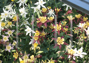 Picture of Aquilegia x hybrida 'McKana's Giant'