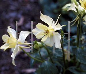 Picture of Aquilegia x hybrida 'Music Yellow'