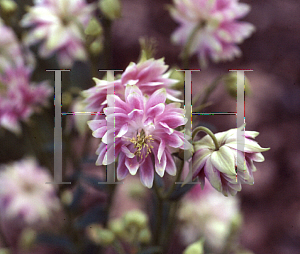 Picture of Aquilegia x hybrida 'Nora Barlow'