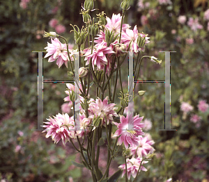 Picture of Aquilegia x hybrida 'Nora Barlow'