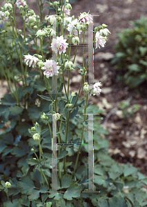 Picture of Aquilegia x hybrida 'Nora Barlow'