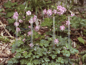 Picture of Aquilegia x hybrida 'Pink Barlow'