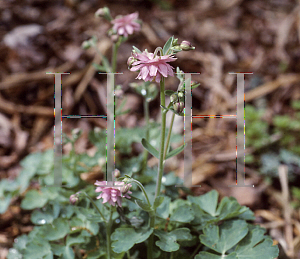 Picture of Aquilegia x hybrida 'Pink Barlow'