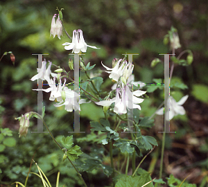 Picture of Aquilegia x hybrida 