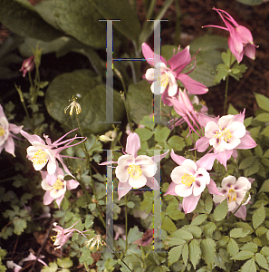 Picture of Aquilegia x hybrida 'Robin (Songbird Series)(n)'