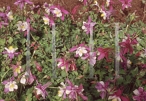 Picture of Aquilegia x hybrida 'Lavender and White'