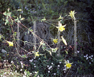 Picture of Aquilegia pubescens 