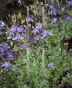 Picture of Aquilegia pyrenaica 