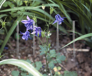 Picture of Aquilegia glandulosa 