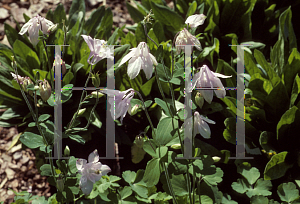 Picture of Aquilegia vulgaris 