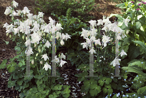 Picture of Aquilegia vulgaris 