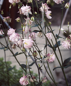 Picture of Aquilegia vulgaris 'Triple Pink'