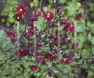 Picture of Aquilegia vulgaris 'Ruby Port'