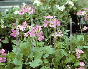 Picture of Arabis caucasica 'Compinkie'