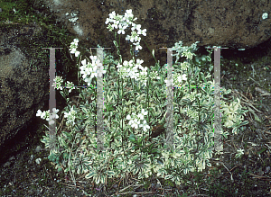 Picture of Arabis ferdinandi-coburgi 'Variegata'