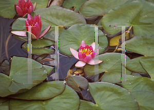 Picture of Nymphaea  'Atropurpurea'