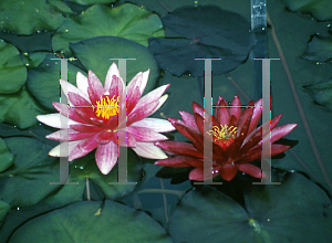 Picture of Nymphaea  'Atropurpurea'