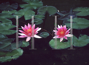 Picture of Nymphaea  'Burgundy Princess'