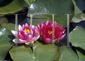 Picture of Nymphaea  'Charles de Meurville'