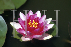 Picture of Nymphaea  'Charles de Meurville'