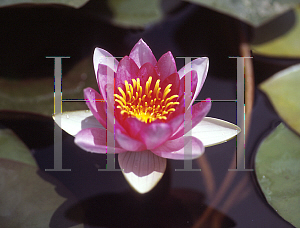 Picture of Nymphaea  'Ellisiana'