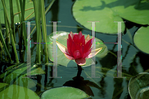 Picture of Nymphaea  'Escarboucle'