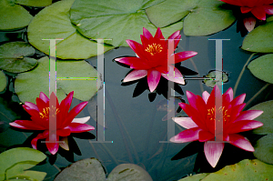 Picture of Nymphaea  'Escarboucle'